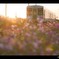 朝陽と秋桜