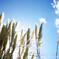 Le bon jour d'automne./quatre