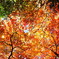 紅葉花火