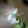 なんの花でしょうか？