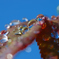 Drops