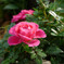 秋に薔薇