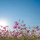 COSMOS SEASON