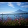 秋桜