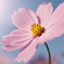 秋桜