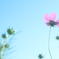 cosmos*
