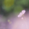 秋桜