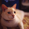 Aria Distagon35mm_F1.4 EKTACHROME100VS_i