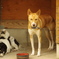 犬小屋に！！！