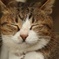 江ノ島の猫