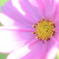 cosmos*