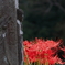 花便り　- 六地蔵像と彼岸花 -