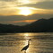 夕鳥