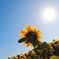 太陽の鏡