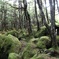 白駒の池－苔むす森