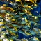 school of fish