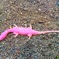 ピンクトカゲ。。。