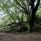 wooden root