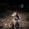a portrait
