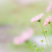 夢か、現実か・・・。