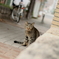 また来た。。