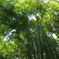 竹林