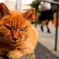 猫１