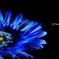 Dreamy Gerbera