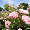 sky & rose