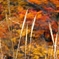 DSCF0541