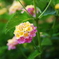 名無し花