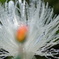 Chemical Flower