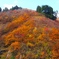 DSCF0545