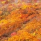 DSCF0547