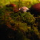 acorn.＠10.4