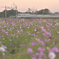 夕暮れコスモス