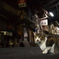 通りすがり猫143