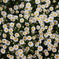 春の花