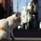 やっぱり猫も・・・