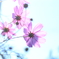 COSMOS