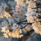 桜の整列
