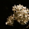暗闇に浮かぶ桜
