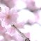 シダレ桜