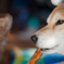 A portrait of my dog