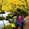 紅葉の奥入瀬渓流 64