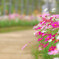 花の小径