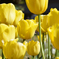 チューリップ