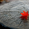 早めの紅葉