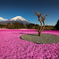 Shibazakura and Mt.Fuji