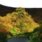 紅葉spotlight